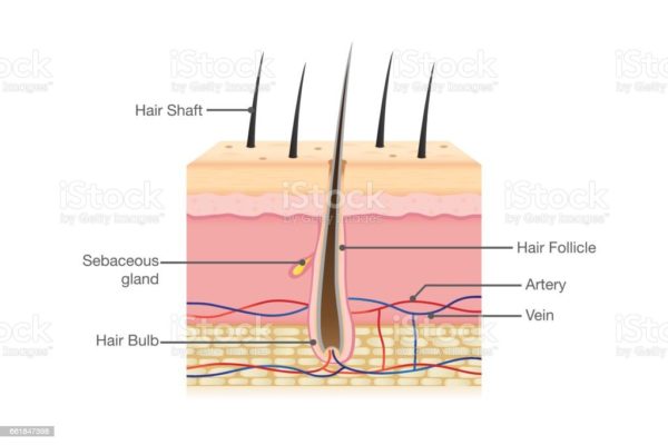 the structure of hair